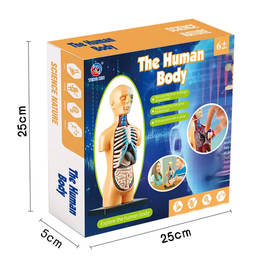 JMT-491018 Mini Human Anatomy Model for Kids Education in Primary Schools