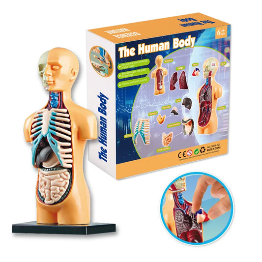 JMT-491018 Mini Human Anatomy Model for Kids Education in Primary Schools