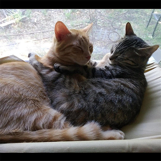 JMT-185354 Suction Cup Cat Hammock with Washable Cushion – Hanging Nest Pet Bed for Up to 20kg