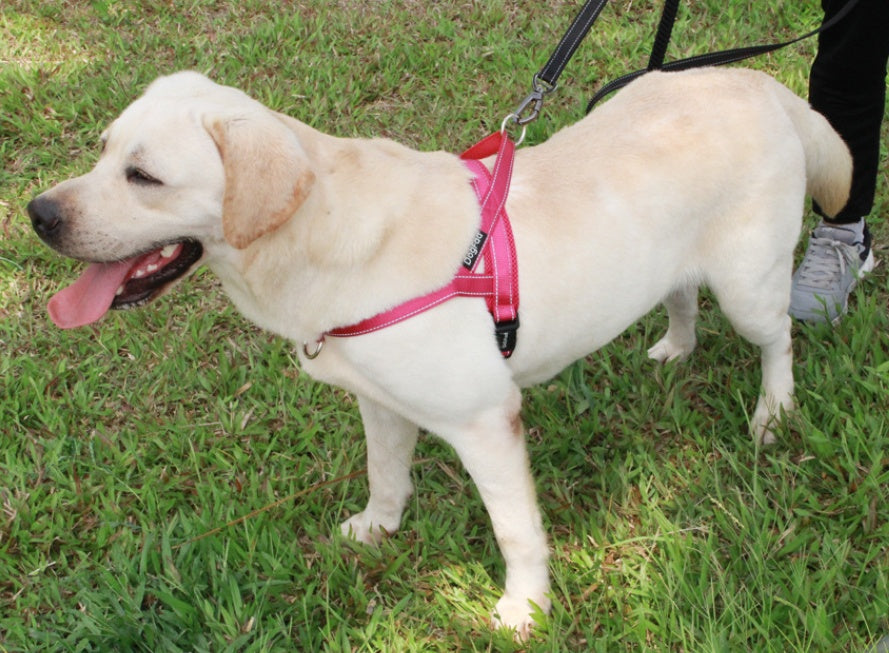 JMT-008330 Nylon Dog Chest Strap for Adjustable Fit - Multiple Sizes Available