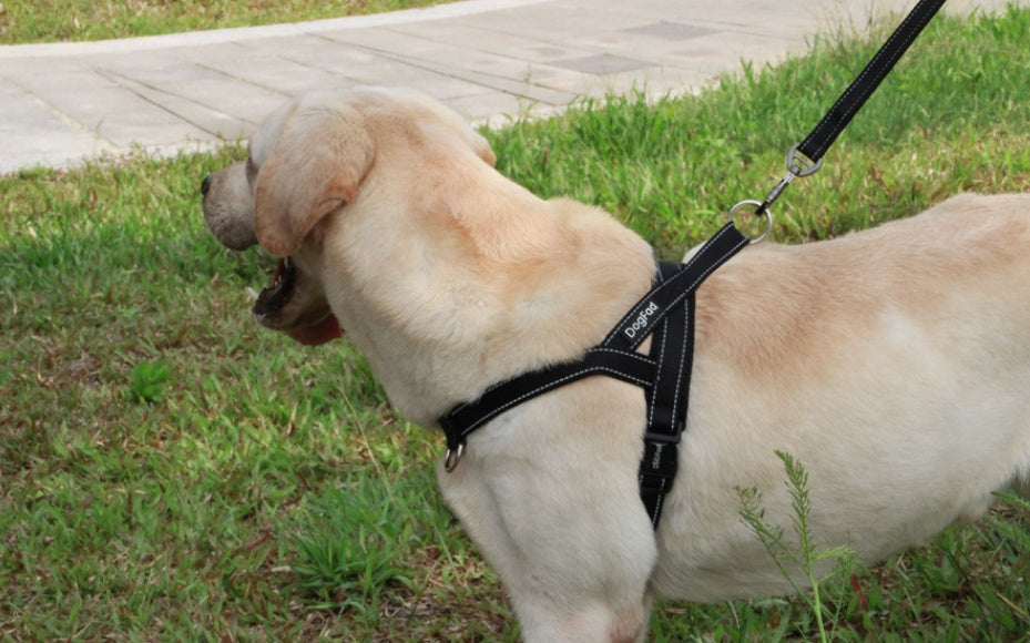 JMT-008330 Nylon Dog Chest Strap for Adjustable Fit - Multiple Sizes Available