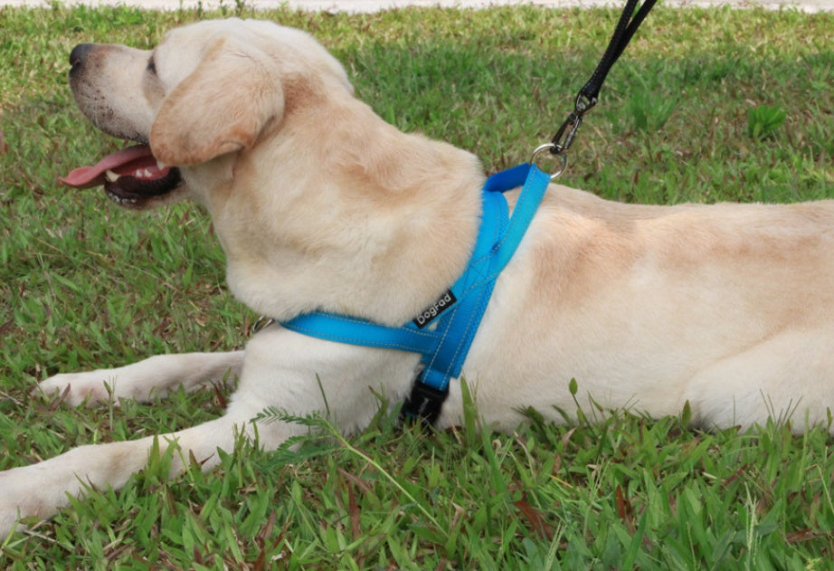 JMT-008330 Nylon Dog Chest Strap for Adjustable Fit - Multiple Sizes Available