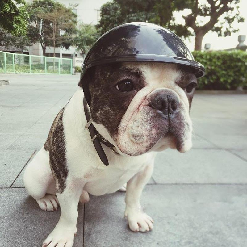 JMT-023946 Stylish and Durable Pet Toy Helmet for Small to Large Pets - Multiple Colors Available