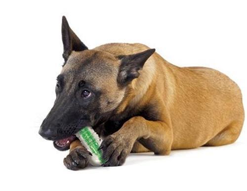 JMT-035146 Dog Chew Toy with Crunchy Sound and Edible Sawdust for Interactive Play