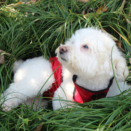 JMT-043850 Waterproof Dog Apron for Pet's Belly - Easy On/Off Design, Polyester + Short Plush Material