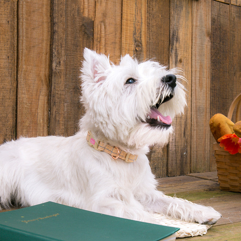 JMT-046858 Fashionable Pet Chest Back and Collar Set with Lattice Design - Available in Plaid Orange and Matcha Green