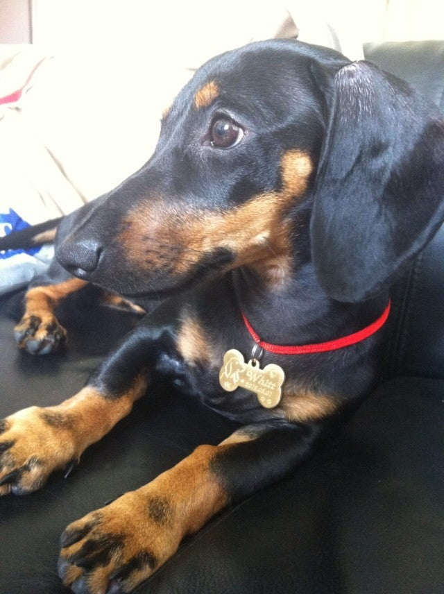 JMT-055242 Customizable Brass Pet Pendant | Bone Shape, Small & Large Sizes Available