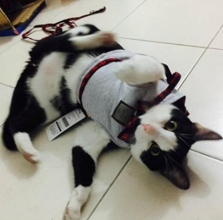 JMT-060362 Kitty Cat Harness with Leash - Comfortable Knitted Fabric & Cotton Cloth - Multiple Sizes Available