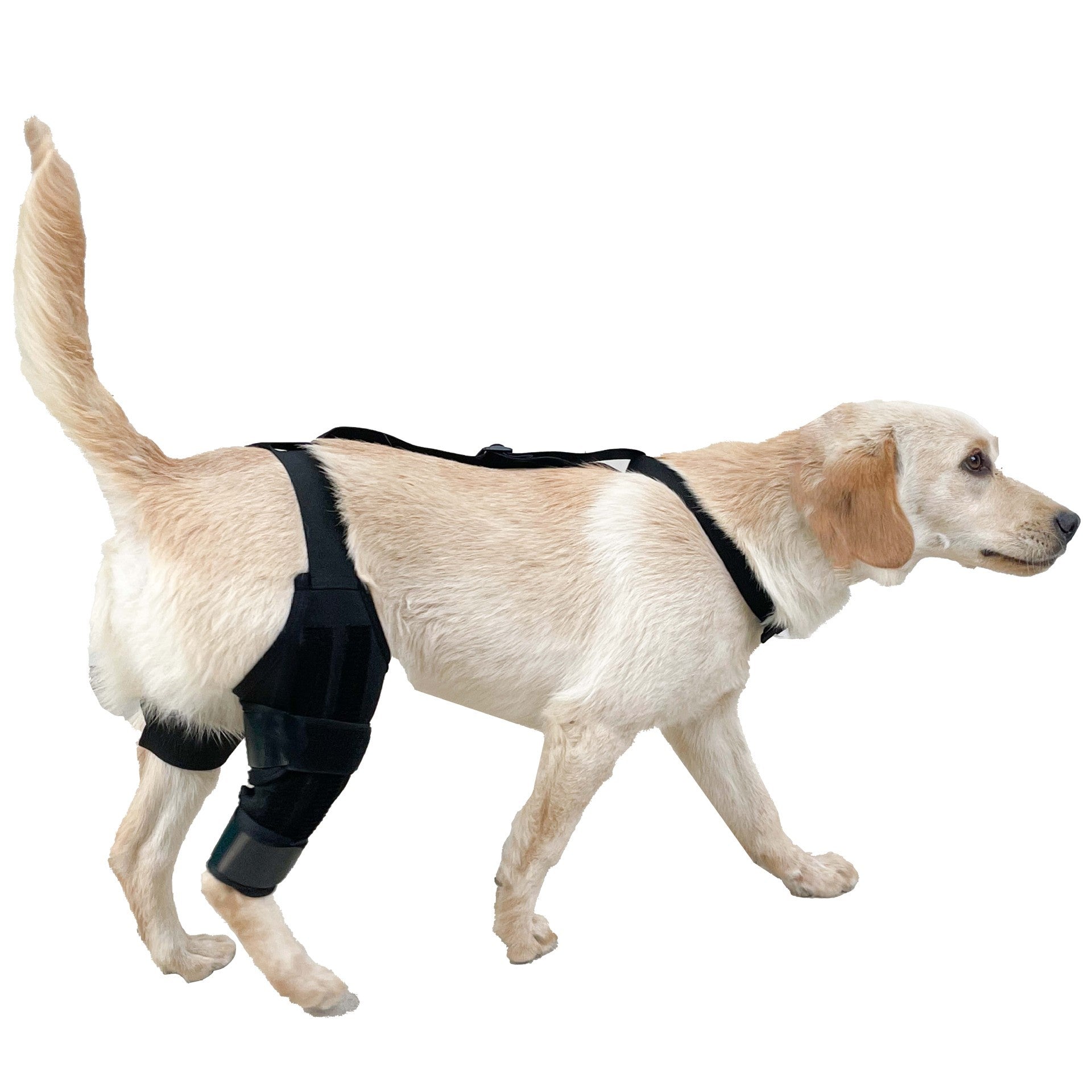 JMT-065098 Dog Knee Brace with Auxiliary Belt for Joint Protection and Mobility Support