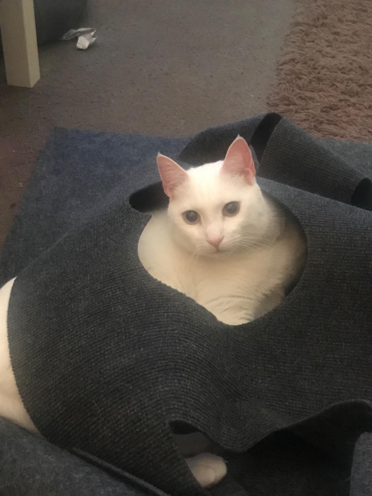 JMT-098698 Cozy Cat Hole Blanket in Gray and Blue - Flame Retardant Polyester with Alloy Features