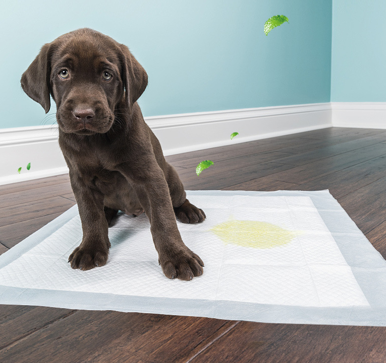 JMT-118026 Absorbent Disposable Pet Diapers for Maximum Dryness and Comfort