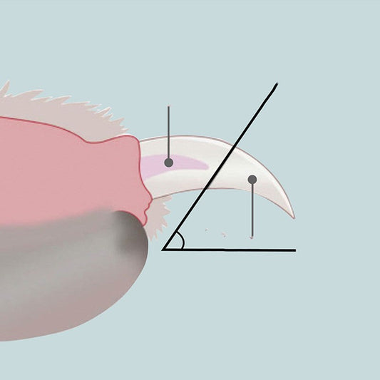 JMT-141450 Rechargeable LED Pet Nail Clippers with Nail Collector and Precision Blade Design