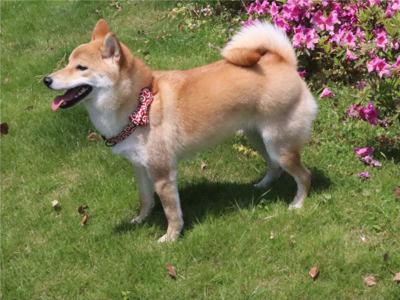 JMT-155530 Denim Blue Floral Design Adjustable Dog Collar with Metal Buckle and Leash