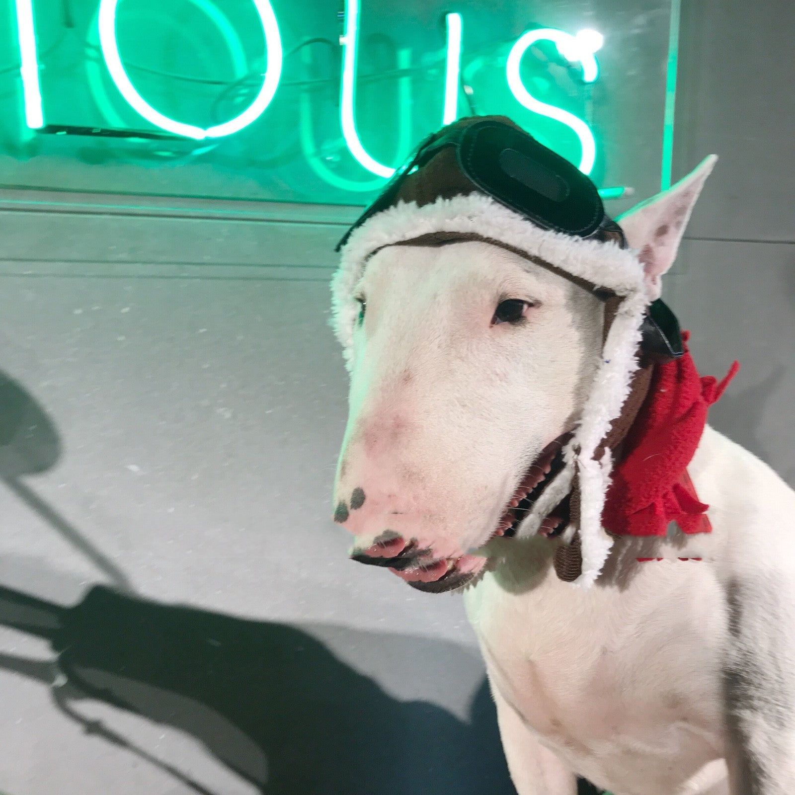 JMT-182858 Pet Costume Set with Red Scarf and Flying Cap for Pets - Large Size, Dark Brown