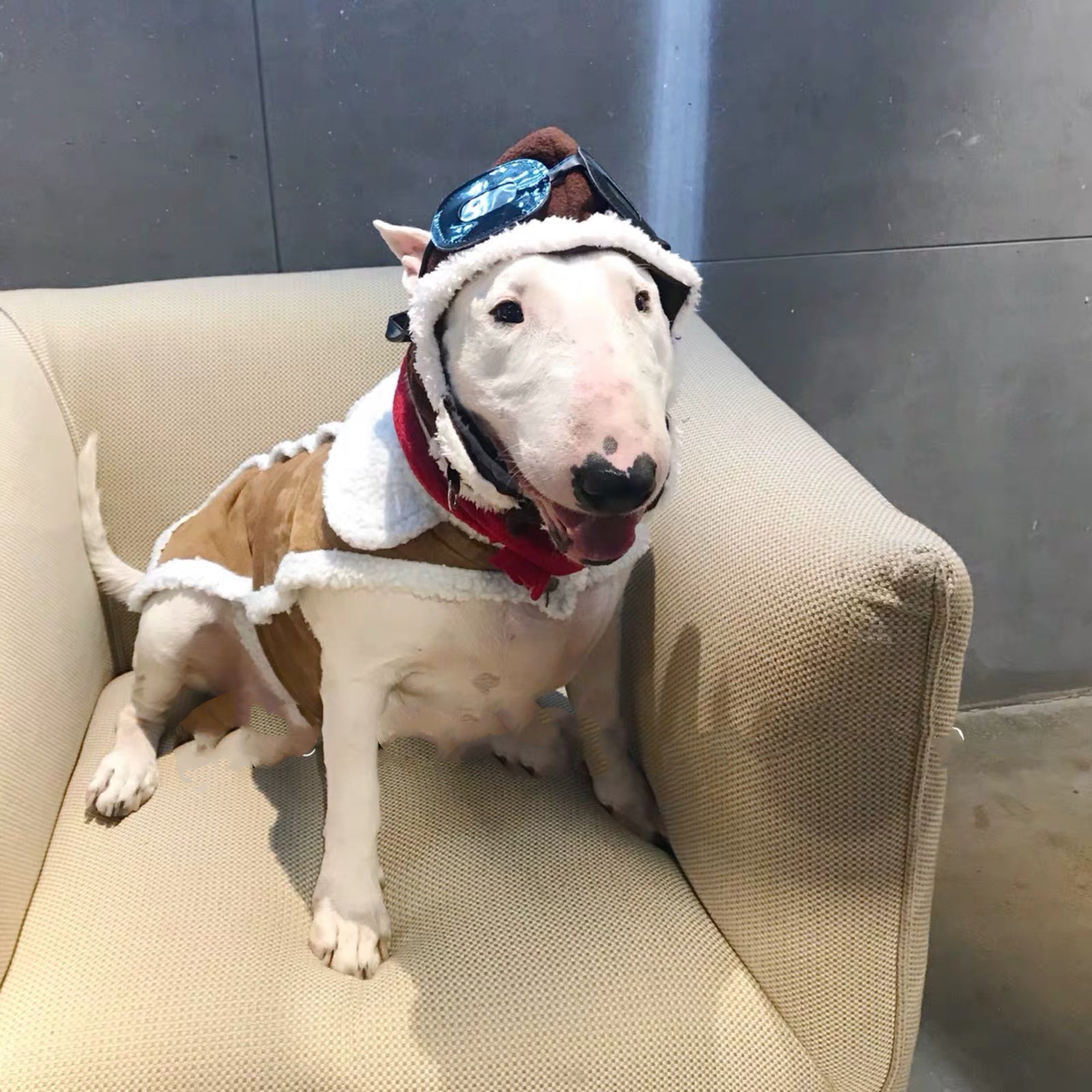 JMT-182858 Pet Costume Set with Red Scarf and Flying Cap for Pets - Large Size, Dark Brown