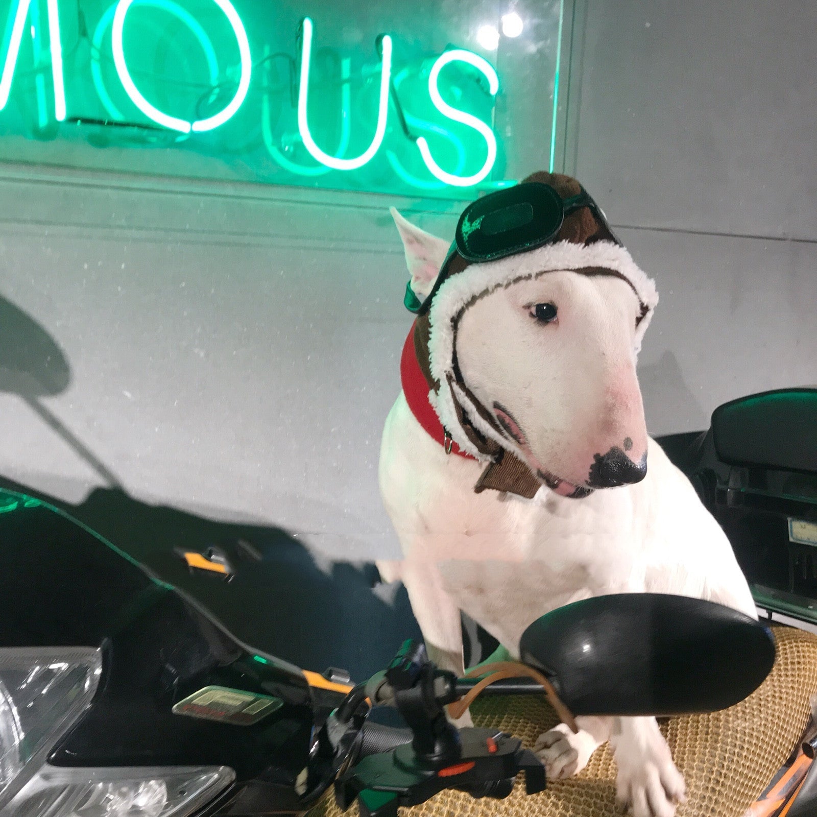 JMT-182858 Pet Costume Set with Red Scarf and Flying Cap for Pets - Large Size, Dark Brown