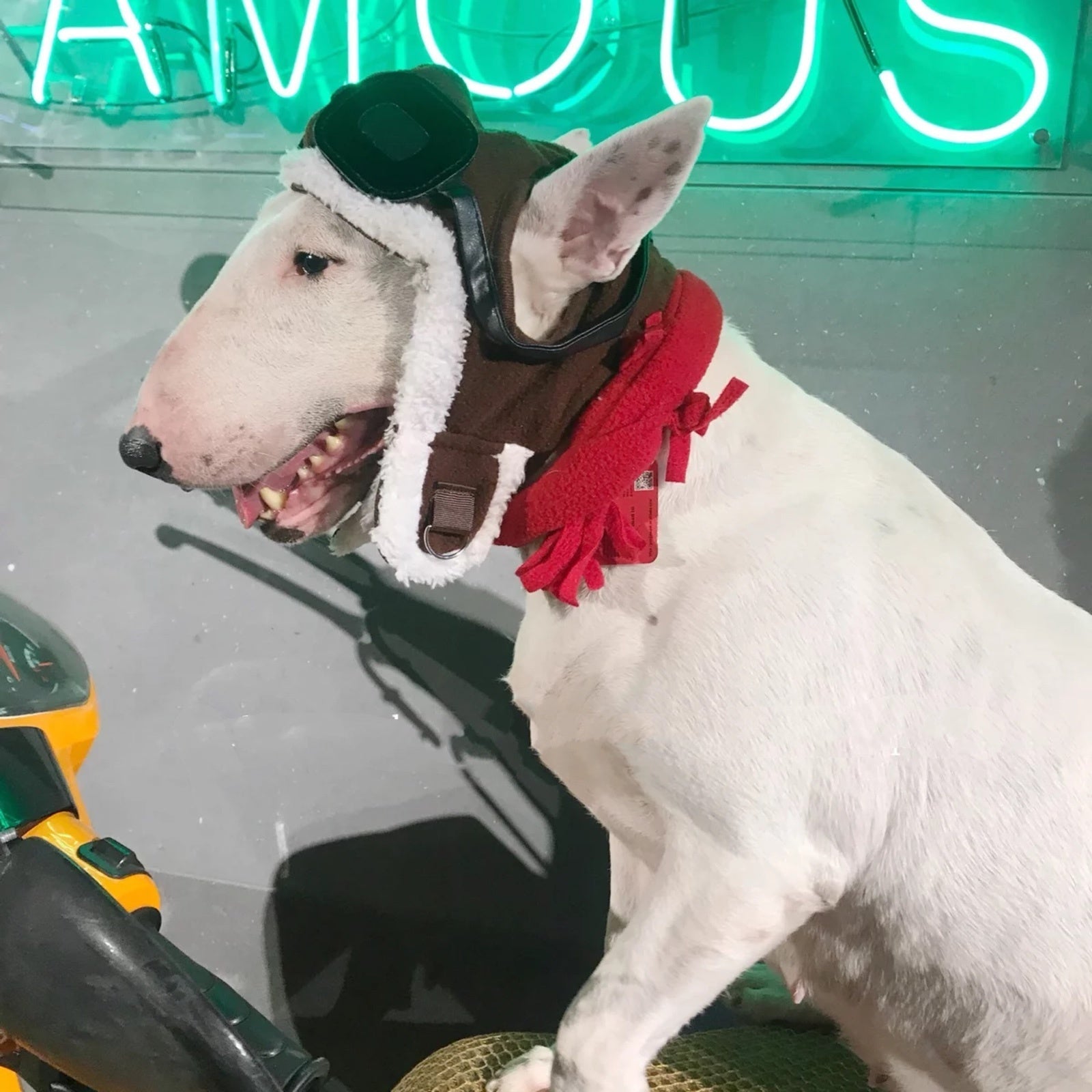 JMT-182858 Pet Costume Set with Red Scarf and Flying Cap for Pets - Large Size, Dark Brown