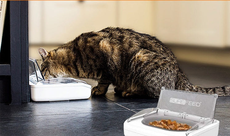 JMT-208074 Automatic Induction Pet Feeder with Stainless Steel Double Bowl for Odor-Free Feeding