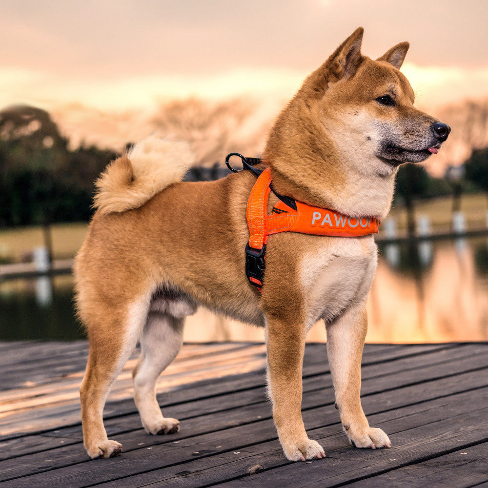 JMT-223050 Adjustable High-Strength Nylon Dog Harness with Leash – Available in Orange and Green