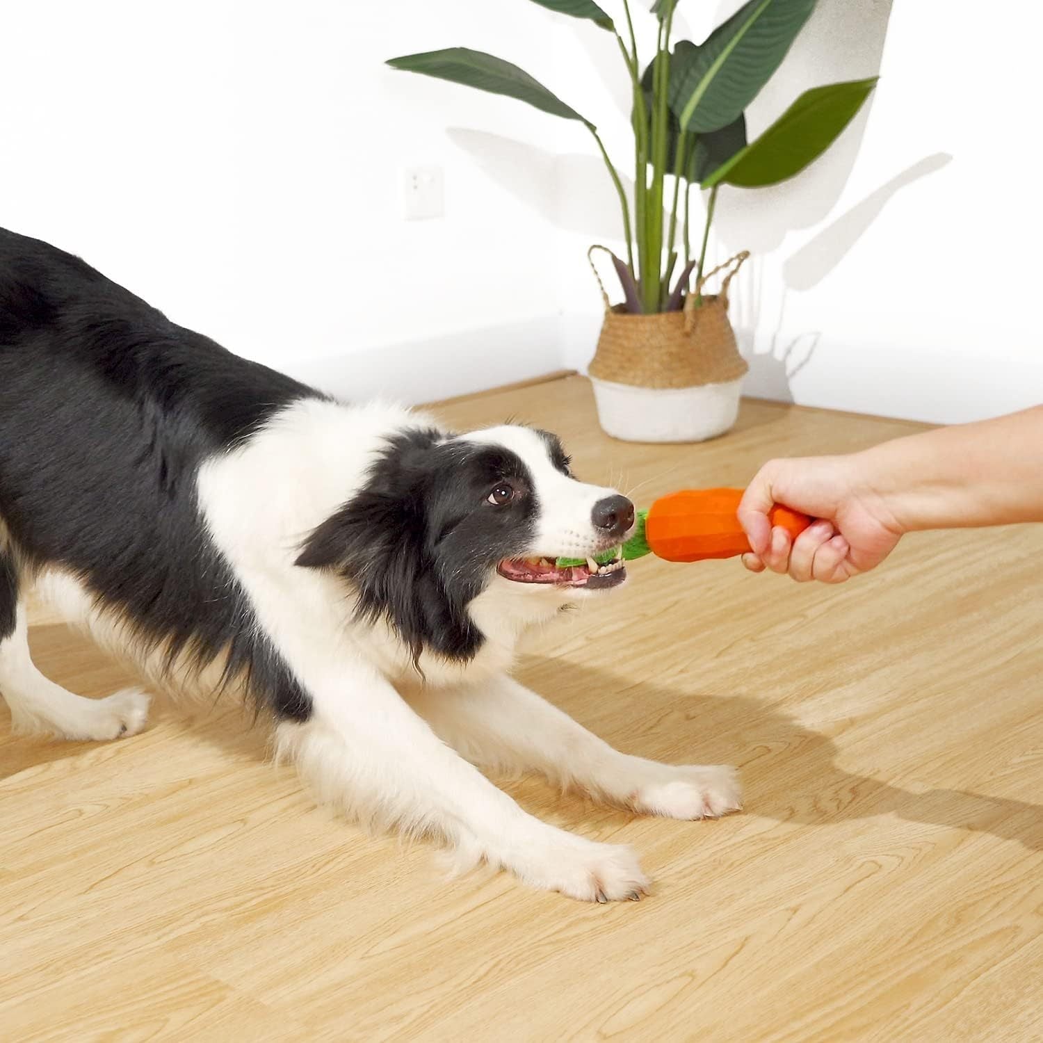 JMT-262218 Interactive Rubber Carrot Dog Toy for Medium Aggressive Chewers with Squeaker and Dental Care Features