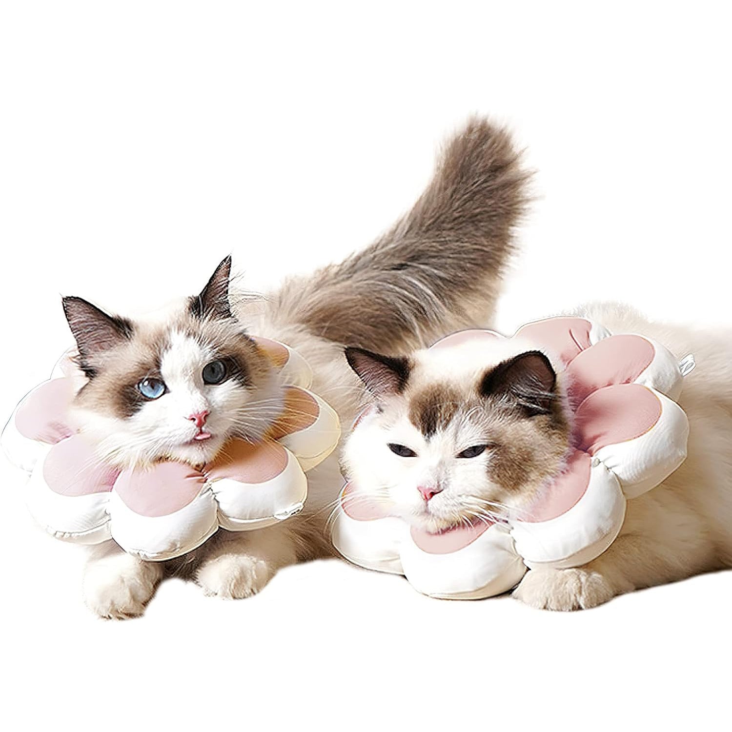 JMT-301258 Soft and Breathable Cat Recovery Cone Collar for Post-Surgery Comfort