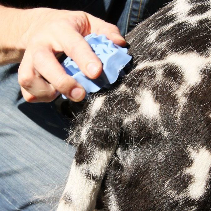 JMT-319690 Blue Dog Grooming and Shampooing Brush - Hair Removal and Massage Tool for Healthy Coat