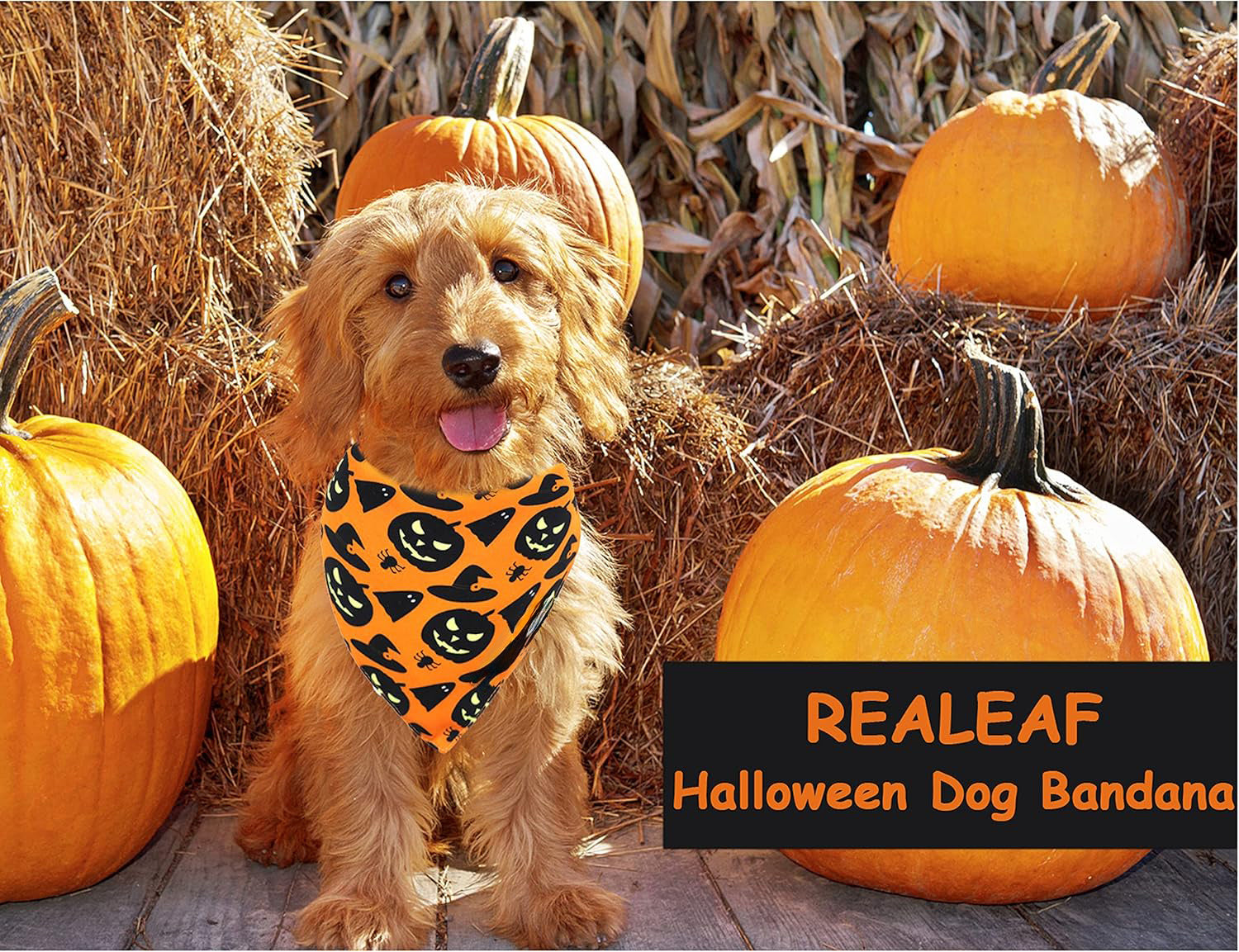 JMT-390474 Reversible Halloween Dog Bandana with Pumpkin and Spider Web Designs for Pets, Adjustable Fit up to 16 Inches