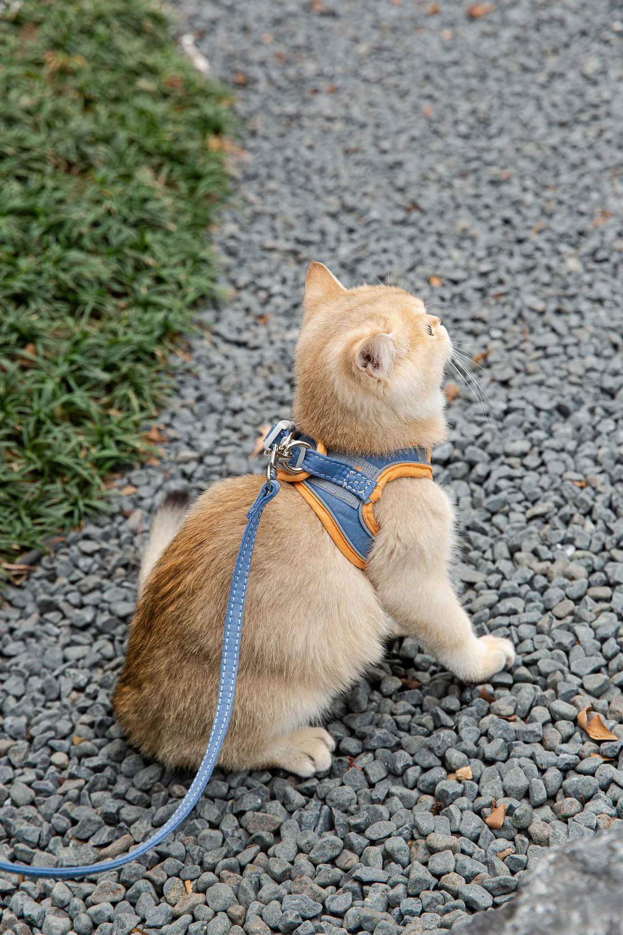 JMT-399242 Reflective Vest-Style Cat Harness with Anti-Stroke Resistance and Traction Rope for Safe Walking