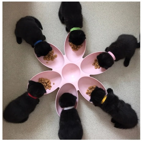 JMT-408138 Flower-Shaped Multi-Rice Bowl Set - Plastic Shallow Dish for Dining & Tea Serving, Available in Blue, Green, Pink