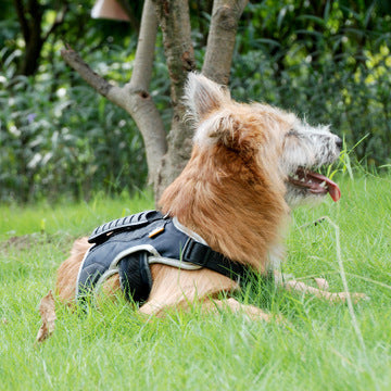 JMT-413898 Reflective Edge Pet Harness for Enhanced Visibility and Safety