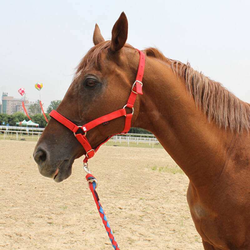 JMT-445834 Customizable Horse Bridle and Headgear for Equestrian Use, Nylon or PP Material, Available in Various Sizes