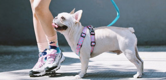 JMT-467082 Couple Style Shaped Chest Strap for Pets - Adjustable Vest Rope in Multiple Colors