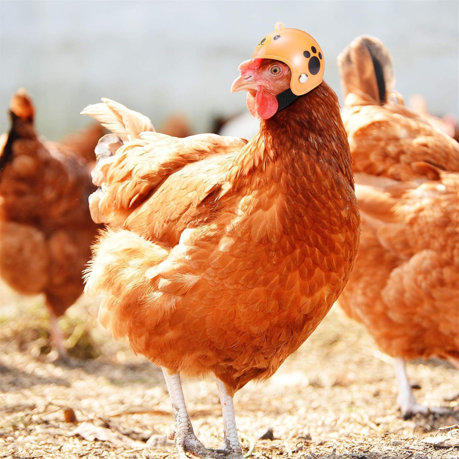 JMT-511690 Adjustable Pet Helmet for Small Birds and Chickens – Protective Headwear for Sunny and Rainy Days