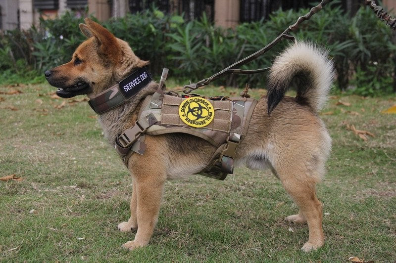 JMT-535242 Adjustable Five-Speed Nylon Pin Buckle Dog Collar - Sizes M, L, XL in Black, Green, Brown, ACU, CP, Sand Number