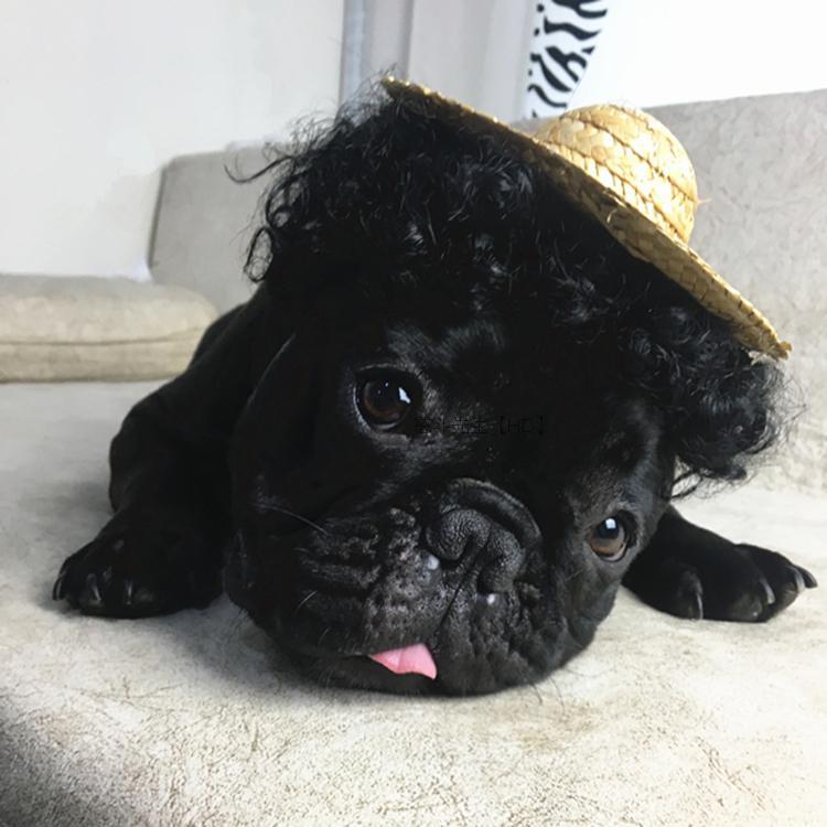 JMT-544458 Adjustable Elastic Wig for Dogs and Cats - Versatile Pet Costume Accessory