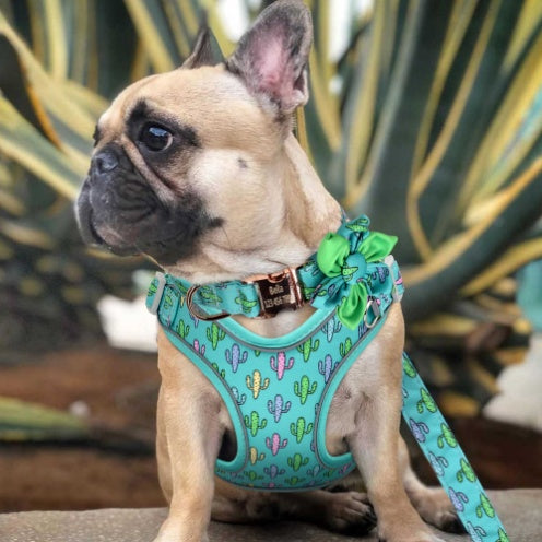 JMT-549578 Cactus Print Vest with Collar, Strap, and Chain for Small to Medium Dogs