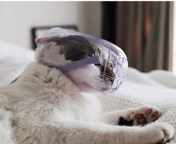 JMT-569162 Transparent Cat Eye Mask and Bite-Proof Headgear for Safe Bathing and Injection, Purple, Available in S, M, L Sizes