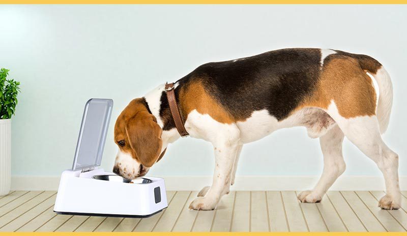 JMT-590090 Automatic Moisture-Proof Smart Feeder for Cats and Dogs – 350ml Capacity