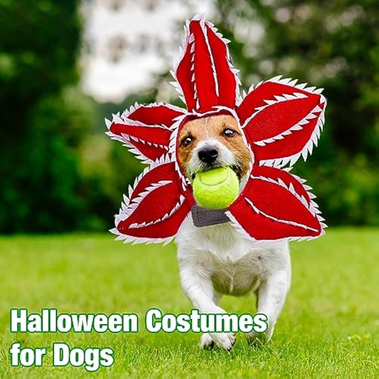 JMT-602890 Medium Dog Halloween Chomper Costume with Demon Hat and Scary Headband Headwear
