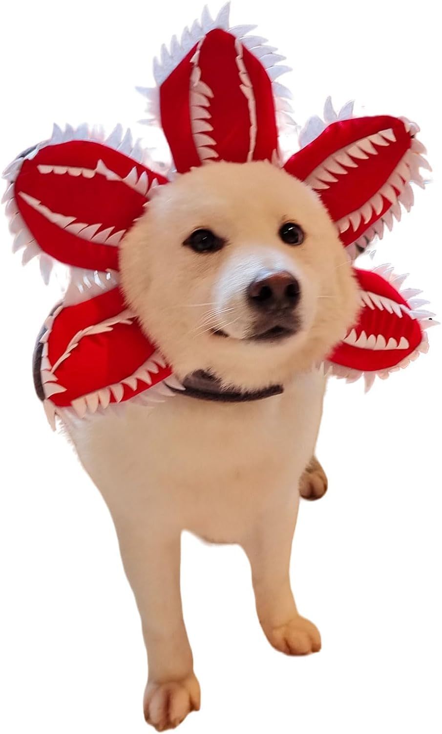 JMT-602890 Medium Dog Halloween Chomper Costume with Demon Hat and Scary Headband Headwear