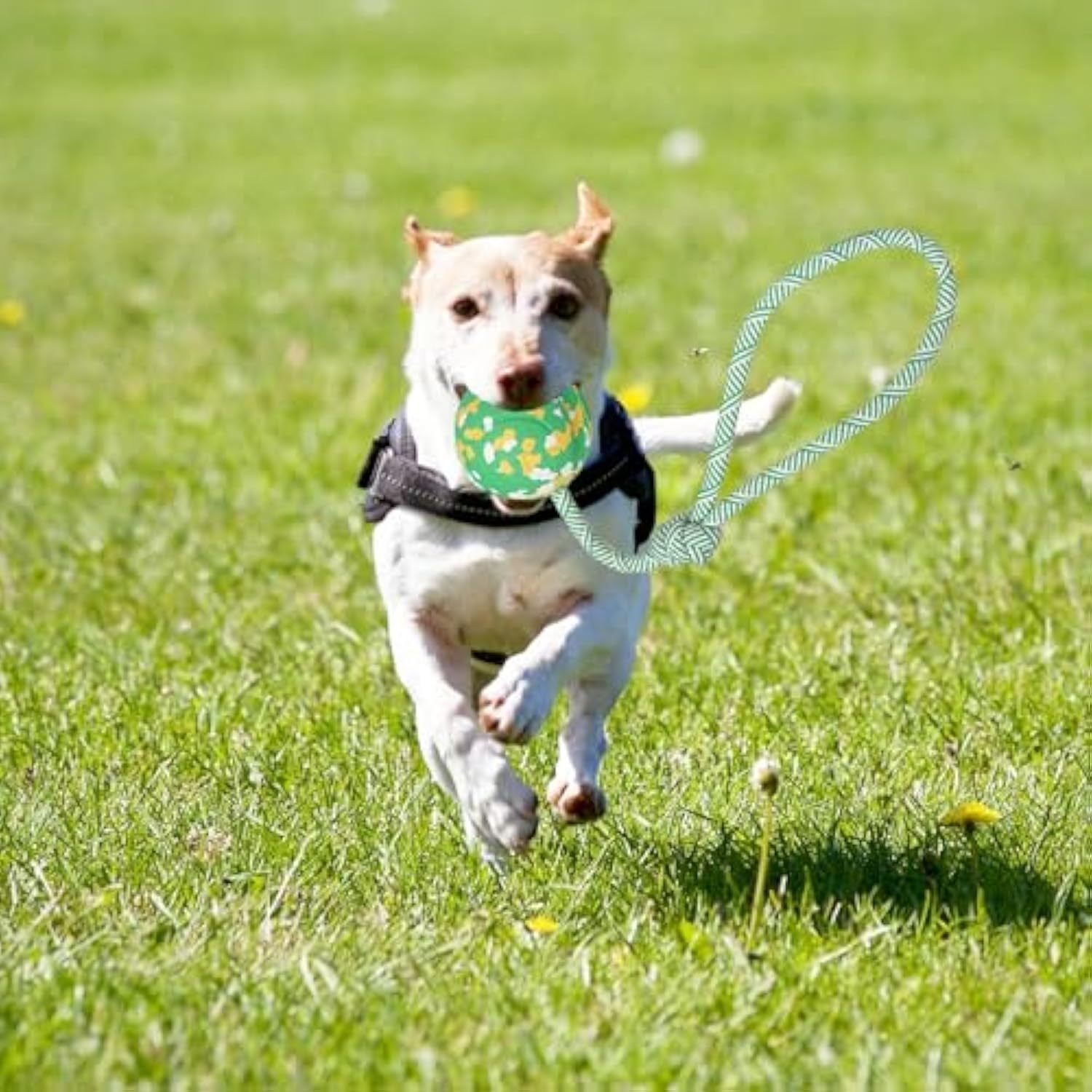 JMT-626122 Interactive Dog Ball with Rope - Natural Rubber Fetch and Tug Toy for Small and Medium Dogs