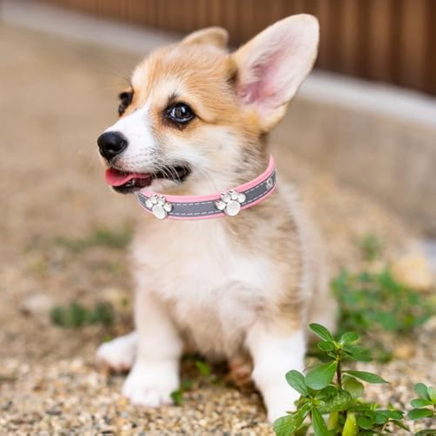 JMT-633866 Reflective Adjustable PU Leather Dog Collar with Paw Rivet for Small to Large Dogs and Cats