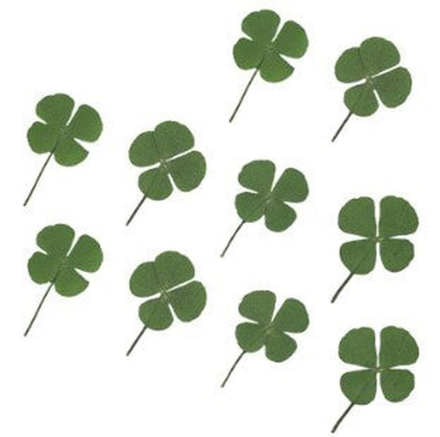 JMT-672714 Dried Four-Leaf Clover Epoxy Leaves for Handmade Jewelry (10 Pcs)