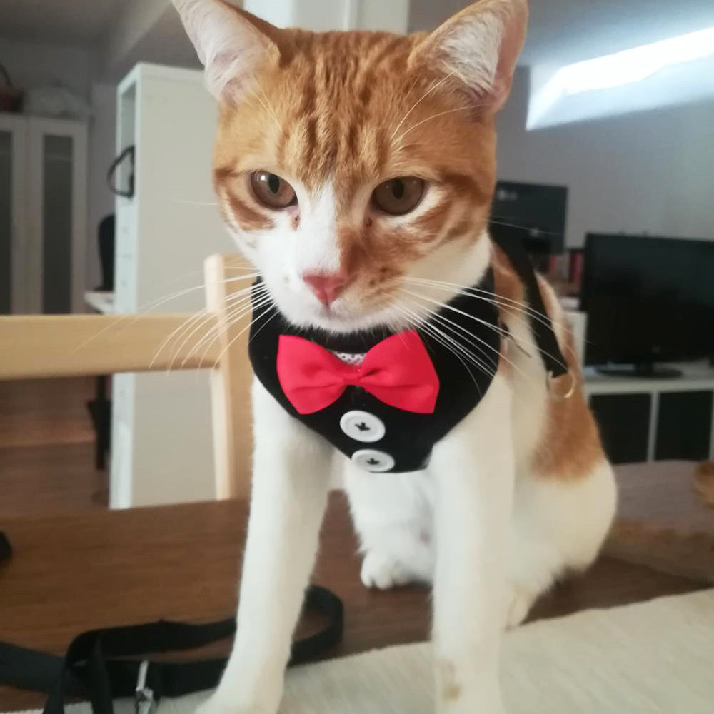 JMT-731530 Elegant Evening Dress with Pet Strap – Adjustable Rope for Comfort and Style