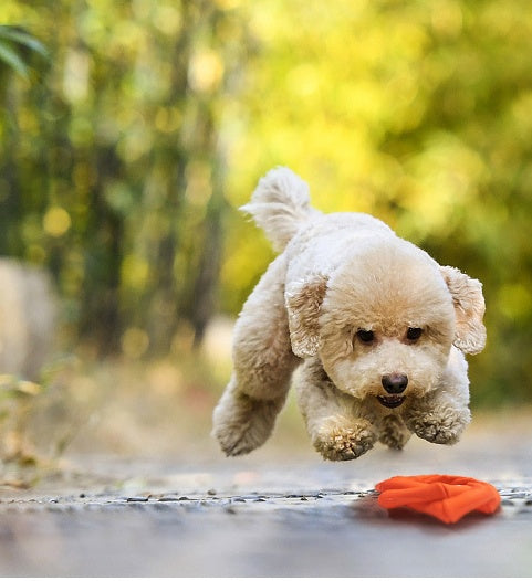 JMT-732490 Interactive Dog Teething Toy - Natural Rubber Molar Ring for Energy Release and Dental Care