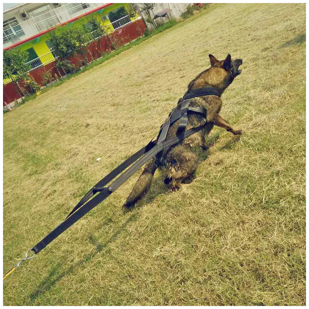 JMT-779914 Durable Cotton Dog Leash and Chest Strap - 110cm Traction Belt for Training and Walking