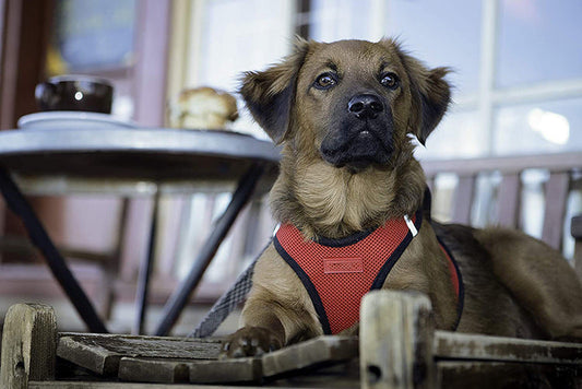 JMT-828682 Reflective Mesh Dog Walking Harness with Adjustable Traction Rope - Multiple Sizes and Colors Available