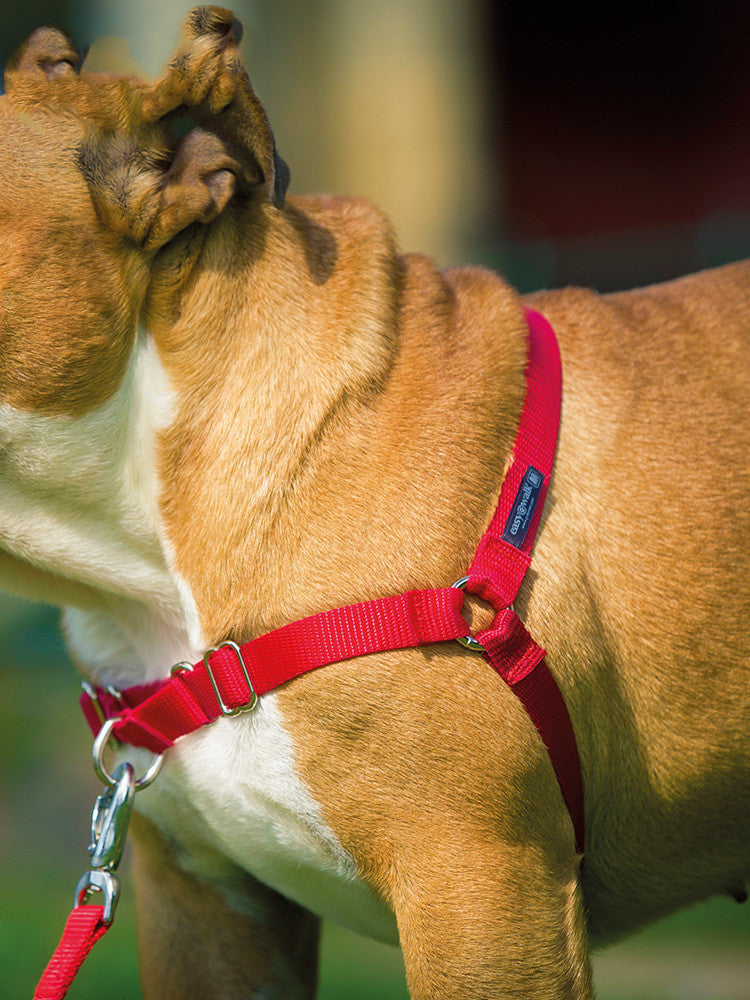 JMT-865226 Adjustable Nylon Dog Walking Collar in Black and Red - Sizes XS to XL Available