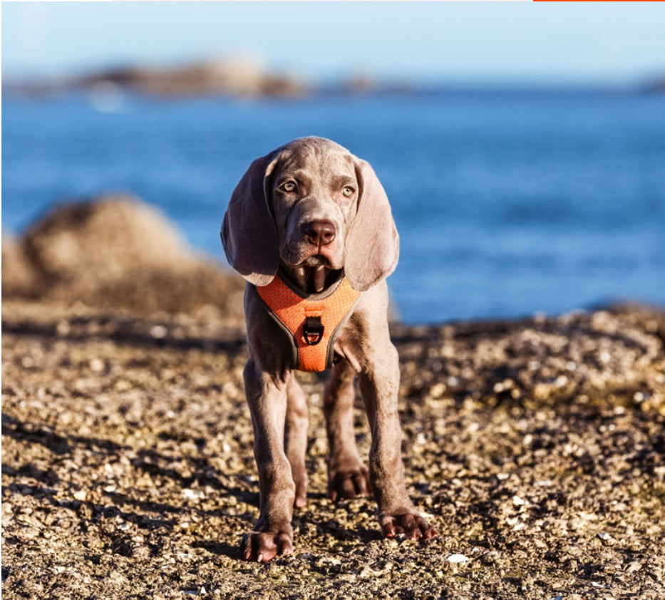JMT-880714 Reflective Chest Vest with Explosion-Proof Flush Strap for Pets - Adjustable Sizes Available