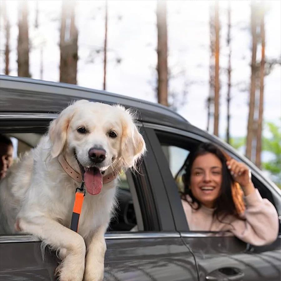 JMT-881866 Adjustable Elastic Dog Training Leash for Medium and Large Dogs with Shock-Resistant Design and 360° Rotating Clip